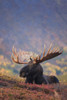 Bull Moose Bedded Down During Autumn, Powerline Pass, Chugach State Park, Chugach Mountains, Alaska PosterPrint - Item # VARDPI2093225