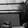 USA  Louisiana  New Orleans  Leopards in Zoo Poster Print - Item # VARSAL255420725