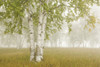 Birch Trees In The Fog; Thunder Bay, Ontario, Canada PosterPrint - Item # VARDPI1876989