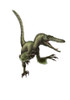 Velociraptor, white background Poster Print - Item # VARPSTYPR600024P