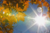 Fall Colors And Sunshine, Ontario. PosterPrint - Item # VARDPI2057226