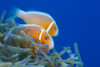This common anemonefish (Amphiprion perideraion) is most often found associated with the anemone, Heteractis magnifica, as pictured here; Yap, Micronesia PosterPrint - Item # VARDPI2424173