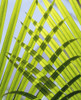 Palm Leaves, Close Up PosterPrint - Item # VARDPI1886156