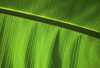 Green Leaf, Close-Up PosterPrint - Item # VARDPI1885524