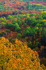 Autumn Trees, Ottawa Valley, Ontario PosterPrint - Item # VARDPI2020151