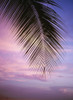 Palm Tree Branch At Sunset, Close Up PosterPrint - Item # VARDPI1878559