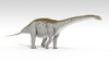 Apatosaurus dinosaur, white background Poster Print - Item # VARPSTKVA600708P