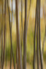 Abstract Of Birch Trees And Fall Colors, Alaska PosterPrint - Item # VARDPI2143637