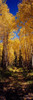 Dirt road passing through Aspen forest, Colorado, USA Poster Print - Item # VARPPI168242