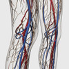 Medical illustration of arteries, veins and lymphatic system in human legs Poster Print - Item # VARPSTSTK700283H Medical illustration of arteries, veins and lymphatic system in human legs Poster Print - Item # VARPSTSTK700283H