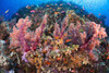 Fiji, Alconarian Coral With Schooling Anthias. PosterPrint - Item # VARDPI2326000