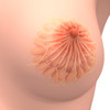 Conceptual image of female breast anatomy Poster Print - Item # VARPSTSTK700834H Conceptual image of female breast anatomy Poster Print - Item # VARPSTSTK700834H