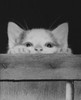 Kitten peeking over edge of a basket Poster Print - Item # VARSAL25524953