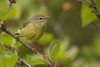 Wilson's Warbler Perched On Branch, Spring, Southcentral Alaska PosterPrint