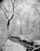 Snowy forest with stream Poster Print - Item # VARSAL255416165