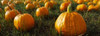http://c328301.r1.cf1.rackcdn.com/PPI146106S.jpg