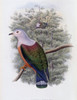 Finsch's Fruit-Pigeon John Gould Poster Print - Item # VARSAL900140765