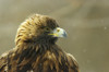 Golden Eagle In Ecomuseum Zoo, Ste-Anne-De-Bellevue, Quebec, Canada PosterPrint - Item # VARDPI2048026