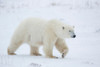 Polar Bear walking in snow, Churchill Wildlife Management Area, Churchill, Manitoba, Canada Poster Print - Item # VARPPI169103