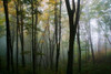 Misty Forest In Autumn Poster Print by Panoramic Images (19 x 12) - Item # PPI99806
