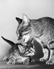 Close-up of a cat licking its kitten Poster Print - Item # VARSAL25525795