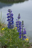 Lupine Flowers, Southwest Alaska, Summer PosterPrint - Item # VARDPI2143579