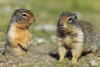 Columbian Ground Squirrels, Banff National Park, Alberta. PosterPrint - Item # VARDPI2021100