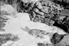USA  Pennsylvania  Fox in snow Poster Print - Item # VARSAL255424496