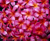 Flowers Pink Plumeria Frangipani, Background B1595 PosterPrint - Item # VARDPI1998895