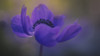 Delicate purple flower in bloom; Jerusalem, Israel PosterPrint - Item # VARDPI12275799