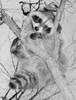 Raccoon in tree Poster Print - Item # VARSAL255424426