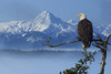 Bald Eagle Perched On Spruce Branch Overlooking The Chilkat Mountains And Fog Filled Tongass National Forest, Southeast Alaska, Winter, Composite PosterPrint - Item # VARDPI2103781