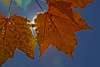 Fall Colors And Sunshine, Ontario. PosterPrint - Item # VARDPI2057225