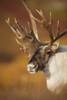 Bull Caribou On Autumn Tundra In Denali National Park, Interior Alaska PosterPrint - Item # VARDPI2093240