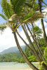 Hawaii, Kauai, North Shore, Coconut Palm Trees Along Coastline. PosterPrint - Item # VARDPI2004710