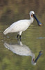 Eurasian spoonbill (Platalea leucorodia) in a lake  Keoladeo National Park  Rajasthan  India Poster Print by Panoramic Images (16 x 24) - Item # PPI125740