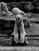 Polar Bear Poster Print - Item # VARSAL255420435