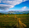 Hay Bales In A Field, Ireland PosterPrint - Item # VARDPI1797579