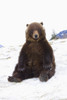 Captive: Grizzly During Winter Sits On Snow At The Alaska Wildlife Conservation Center, Southcentral Alaska PosterPrint - Item # VARDPI2093930