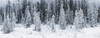 Panoramic View Of Hoar Frost Covered Spruce Trees In Chugach State Park Near Eagle River In Southcentral, Alaska, Winter PosterPrint - Item # VARDPI2112177