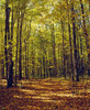 Forest In Quebec, Canada PosterPrint - Item # VARDPI1802797