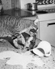 Close-up of a cat holding its kitten in its mouth near spilled milk in a kitchen Poster Print - Item # VARSAL25524947