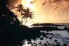 Hawaii, Oahu, North Shore, Rocky Shoreline With Palms Silhouetted At Sunset PosterPrint - Item # VARDPI2002888