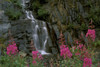 Fireweed In Bloom Near Waterfall Turnagain Pass Ak Kp Summer PosterPrint - Item # VARDPI2138005