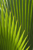 Detail of palm tree, Grenada. PosterPrint - Item # VARDPI2195108