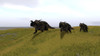 Three Einiosaurus dinosaurs walking across a grassy field Poster Print - Item # VARPSTKVA600499P