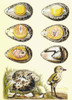 Evolution Of A Chicken Within An Egg, And A Chicken Recently Emerged From The Egg. From El Mundo Ilustrado, Published Barcelona, 1880. PosterPrint - Item # VARDPI1958181