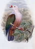 New-Ireland Fruit-pigeon John Gould Poster Print - Item # VARSAL900140771