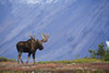 Moose Bull Walking On Autumn Tundra During Rut, Powerline Pass, Chugach State Park, Chugach Mountains, Alaska PosterPrint - Item # VARDPI2093221