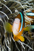 Clark's Anemonefish (Amphiprion Clarkii) And Sea Anemone ; Indonesia PosterPrint - Item # VARDPI1976182
